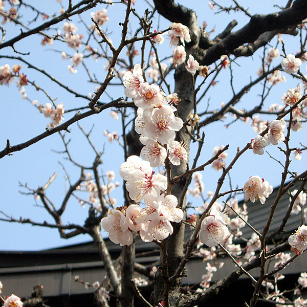 070303_yushimaumematsuri01.jpg